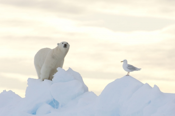 北极熊和北极海鸥，努勒维特西北航道