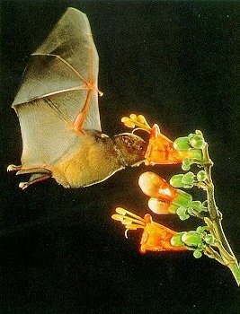 花蜜喂养蝙蝠。Glossophaga Soricina
