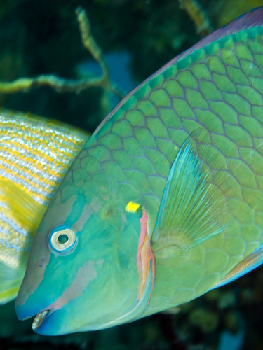 彩虹鹦嘴鱼（疤痕guacamaia）游泳在珊瑚礁