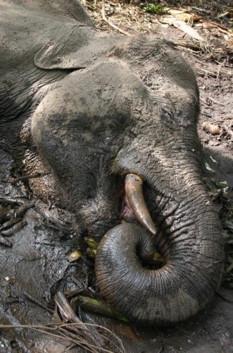 苏门答腊大象尸体在riau，印度尼西亚“>
        <p></p>
        <p><em>苏门答腊大象尸体在riau，印度尼西亚;信贷：©WWF-Indonesia / Syamsuardi</em></p>
       </center>
       <p></p>
       <p>除了斯里兰卡和印度外，普遍认为，苏门答腊是一些最大的亚洲大象的所在地，但它也失去了超过三分之二的低地森林 - 最好的大象栖息地 -  25年内。</p>
       <p>世界自然基金会敦促印度尼西亚政府阻止大象自然家中的砍伐森林，直到介绍了保护计划。betway必威官网平台它还希望政府识别和保护重要的栖息地区域，并通过保护走廊连接较小的栖息地。betway必威官网平台</p>
       <p>亚洲大象专家Ajay Desai说：“印度尼西亚政府，保护组织和农业林业公司非常重要，以认识到苏门答腊州大象和其他野生动物的危重地位，并采取有效的措施来保护它们。betway必威官网平台</p>
       <p>“印度尼西亚必须采取行动，以至于在为时已晚以保护苏门答腊的最后一次剩余<a href=