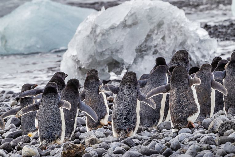 据报道，南极企鹅损失很严重。