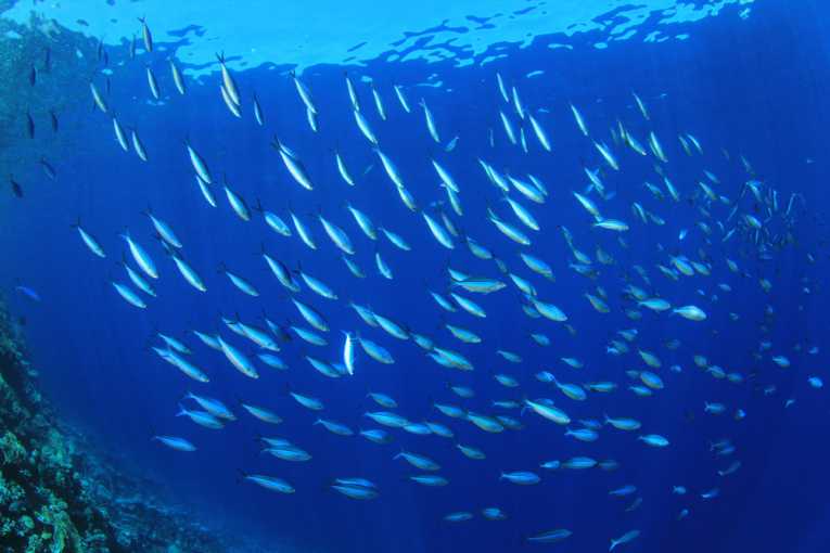 可持续海洋捕鱼的古代本土机密