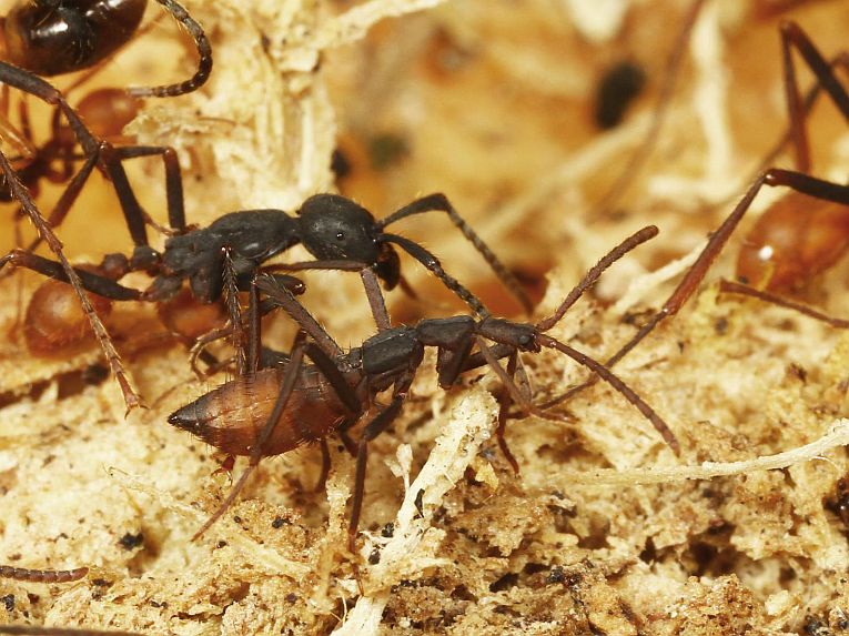 军蚂蚁忍受多种甲虫模仿的发展