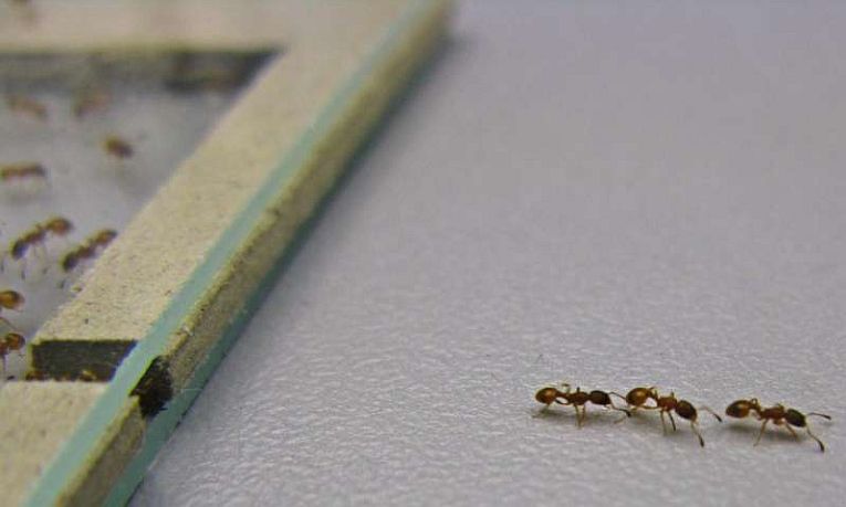蚂蚁的新家园:昆虫中的社会主义!