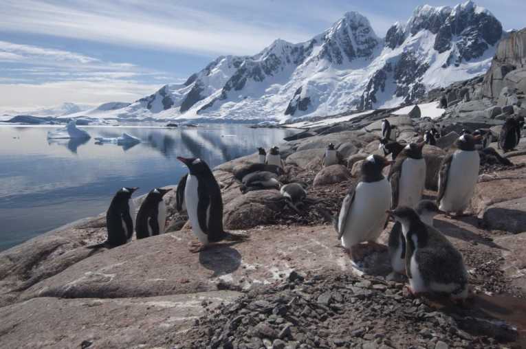 由于气候变化，南极企鹅陷入困境