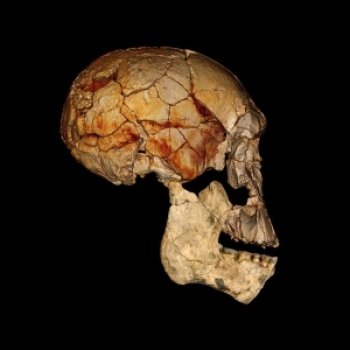 1972年发现的一个上颚和一个新发现的下颚都被认为可能属于神秘的人属物种，卢尔多夫人