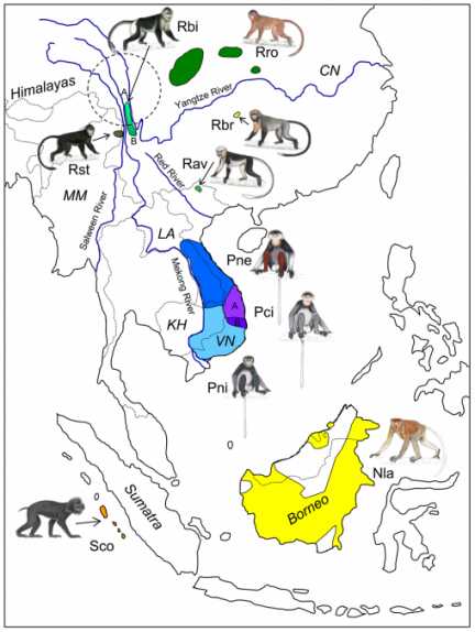 东南亚10种奇鼻猴理想化分布图