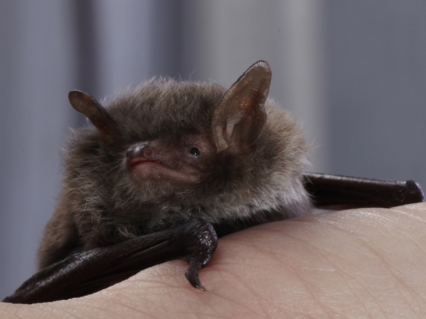 Eleman博士的另一个Daubenton蝙蝠的房屋快照（Myotis daubentonii