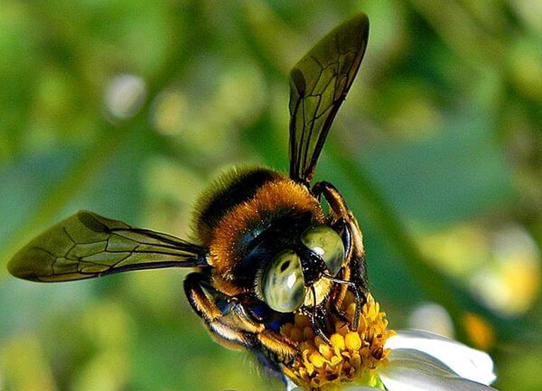 嗡嗡声和帮助经济的蜜蜂！