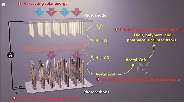 杂交能量：细菌+太阳能收获！