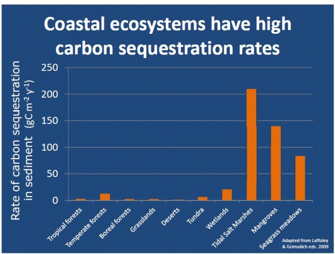 沿海生态系统的价值碳汇与陆地森林