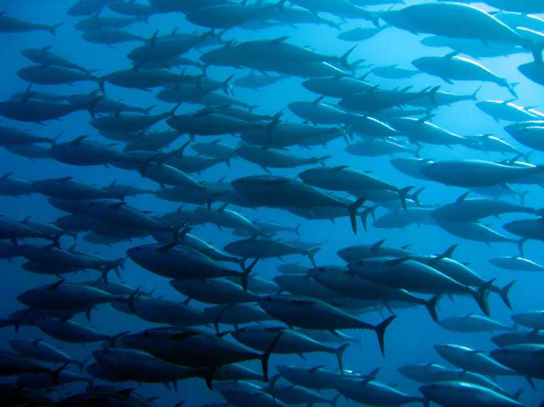 首次对蓝鳍金枪鱼的扩散进行了追踪