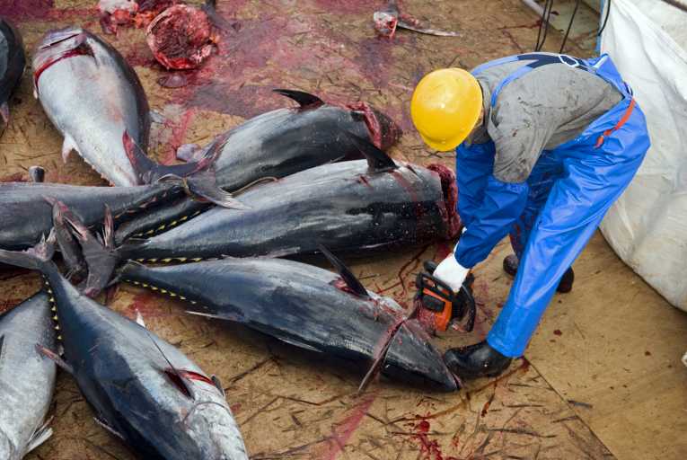 如果不采取激烈行动，蓝鳍金枪鱼将面临“崩溃的风险”