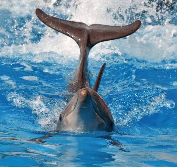 这种瓶颈海豚给我们一个尾巴耳光，就像Laguna-Santa Catarina那些在吸引渔民的注意时一样