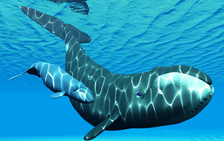 年龄研究需要鲸鱼的基因