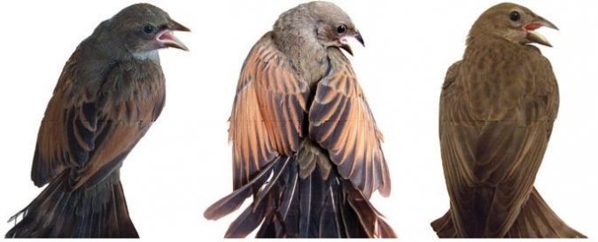 鸣叫的、尖叫的燕八哥和闪亮的燕八哥雏鸟(从左到右);说明幼羽颜色