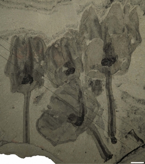 这四个郁金香的动物在这个化石中出现了很好的