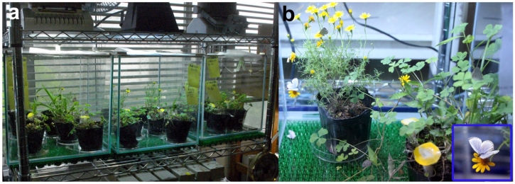 实验室中淡草蓝色蝴蝶的饲养系统，在该系统中进行了人工测试，以复制放射性核素效应（a）笼子以进行饲养。（b）笼子里的植物和蝴蝶。插图显示淡草蓝色蝴蝶在笼子内的花朵上喂食