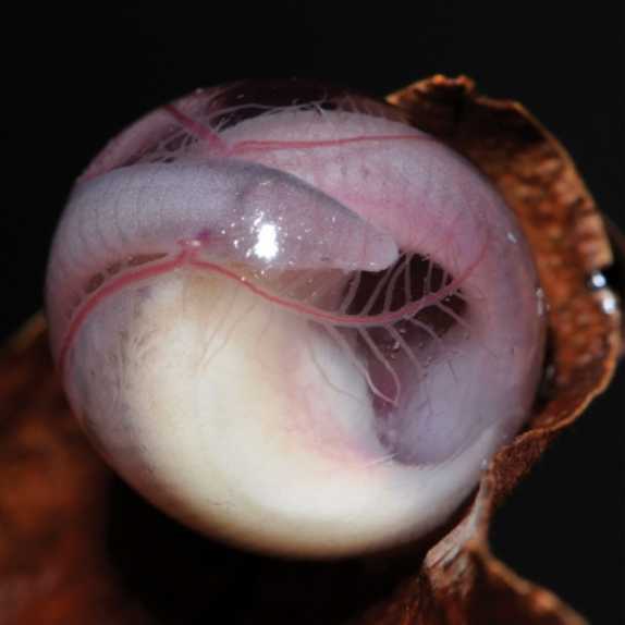 在蛋黄喂食后，微型基基利多科成年人在地下巢中孵化