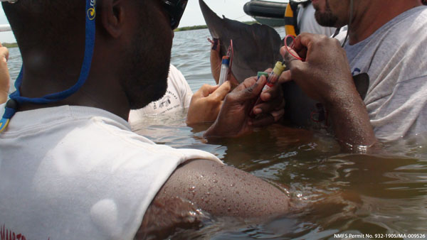 这只海豚正在接受几位兽医在开放水域采集的样本，小心地保持着它的位置