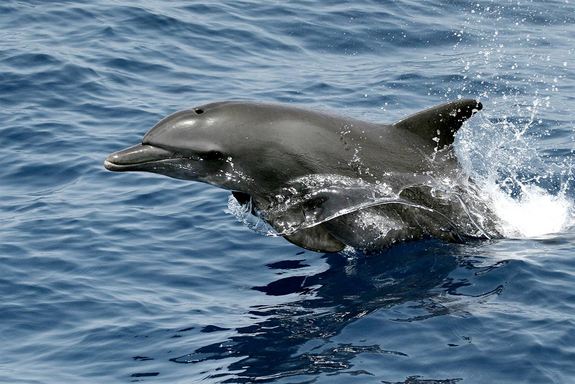 32的海豚给物理后似乎受到石油泄漏的影响