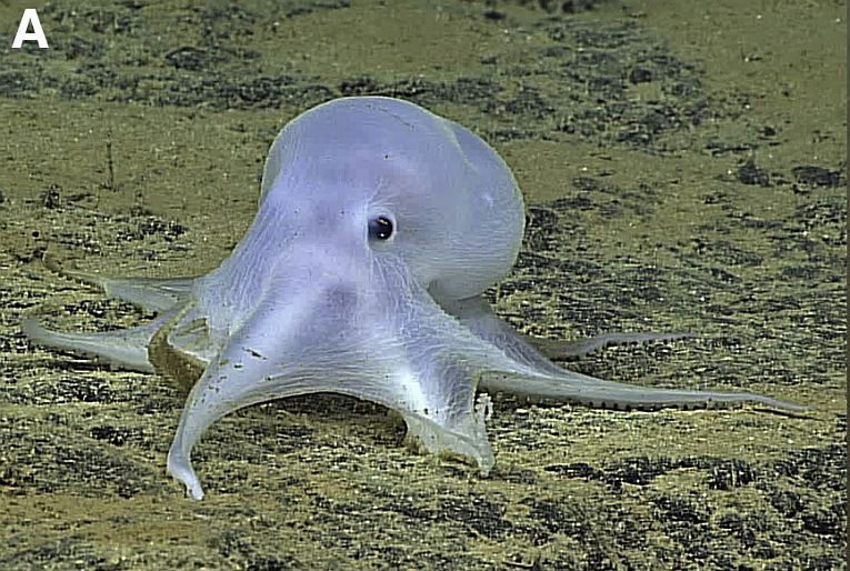 卡斯珀章鱼在深海中蓬勃发展，但剥削者正在威胁