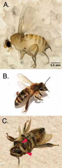 这些是Apocephalus Borealis和蜂蜜蜜蜂的图像。（a）成年女性A. Borealis。（b）女性A. Borealis ovidositing进入工人蜂蜜蜜蜂的腹部。（c）北方的两端幼虫在头部和胸部（红色箭头）的交界处离开蜂蜜蜜蜂工作者