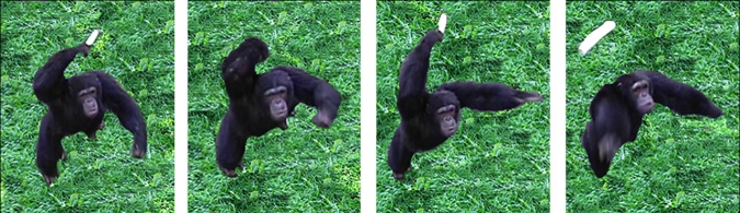 黑猩猩正在向人类投掷管道