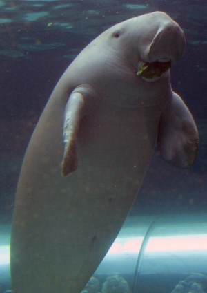 悉尼水族馆的圈养儒艮。