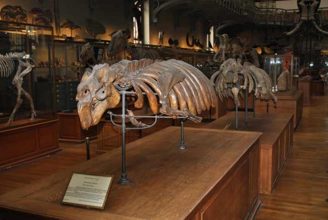 海神化石，神鱼haltherium schinzi，巴黎国家自然历史博物馆