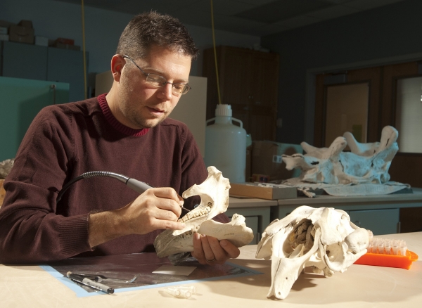 美国怀俄明大学地质与地球物理系助理教授Mark Clementz从佛罗里达海牛(Trichechus manatus latriostris)的下颌臼齿中提取牙釉质样本。