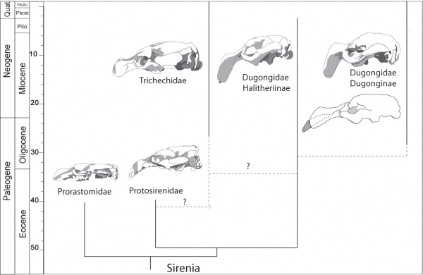 海龙化石的系统发育。头骨代表列出的每个家族的典型成员。虚线和问号表示毛类(如海牛)和其他海牛类之间可疑的关系。