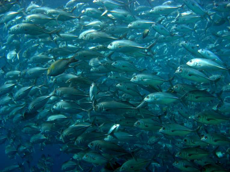 “其他二氧化碳问题”的研究表明，鱼不会没事