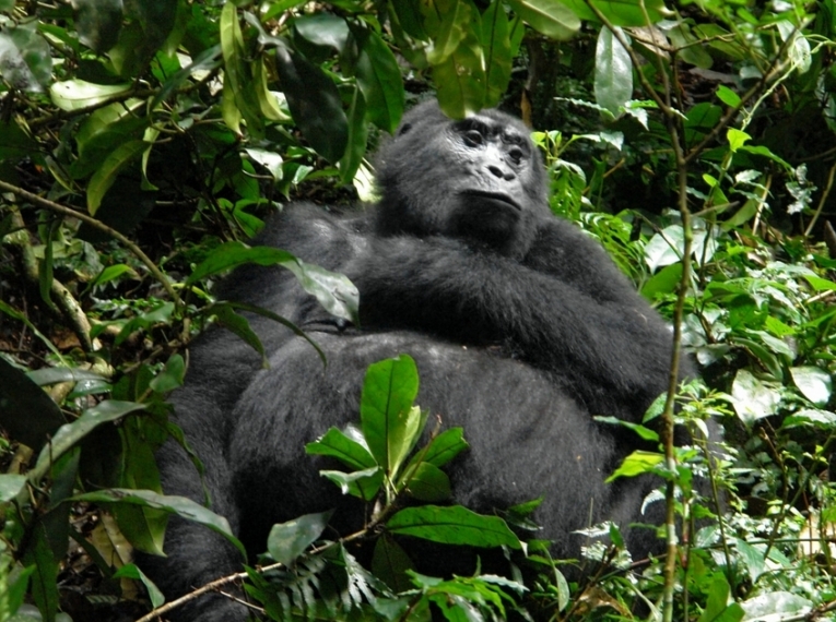 betway必威官网平台保护主义者庆祝山大猩猩数量增加
