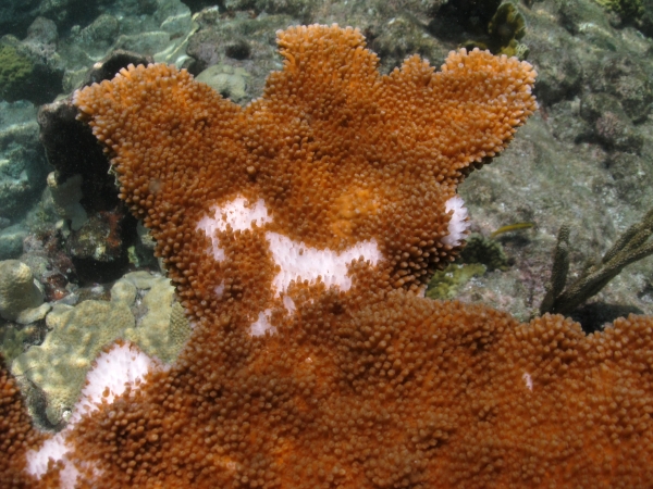 佛罗里达礁岛(Florida Keys)卡里斯堡礁(Carysfort Reef)濒临灭绝的麋鹿角珊瑚上的一片叶子上的白痘病。白痘病来自人类，但当它感染珊瑚时，就像上礁岛的这种情况，它会杀死覆盖在上面的珊瑚组织，露出下面珊瑚的白色石灰石骨架，从而造成白色斑点