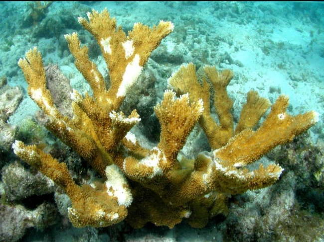 人类沙雷病是由粪便大肠菌群粘质沙雷菌引起的。当它感染珊瑚时，就像佛罗里达基韦斯特的这种情况，它会破坏覆盖在上面的珊瑚组织，露出下面死去的白色石灰石骨架。