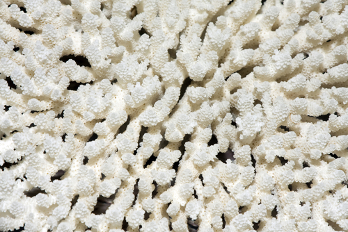 珊瑚虫群感染了珊瑚疾病白色综合症，这是影响世界各地珊瑚礁的许多珊瑚疾病之一
