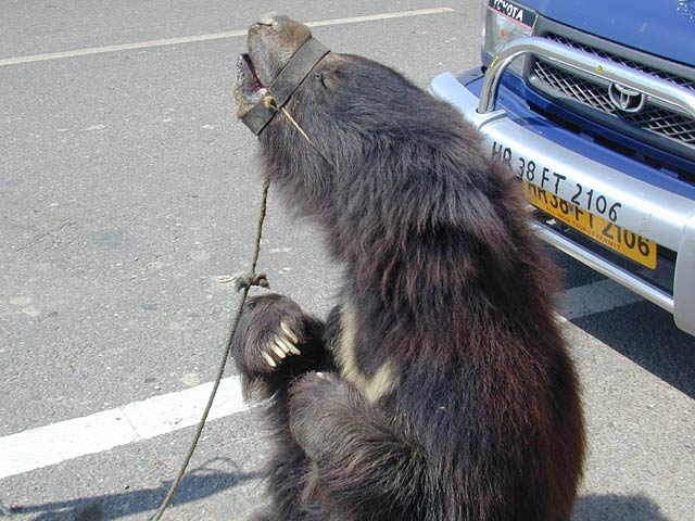 跳舞的树懒熊:这只熊是一幅痛苦的画面，它被迫在印度的交通中表演