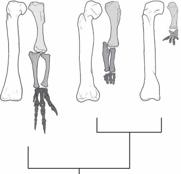 三个Theropod的肢体比例，显示了前肢的远端元件的减少。股骨和前肢Theropod Dilophosaurus（左），基础Abelisaurid Eoabelisaurus（中间）和先进的abelisaurid carnotaurus（右）。吸引到相同的股骨长以进行比较。