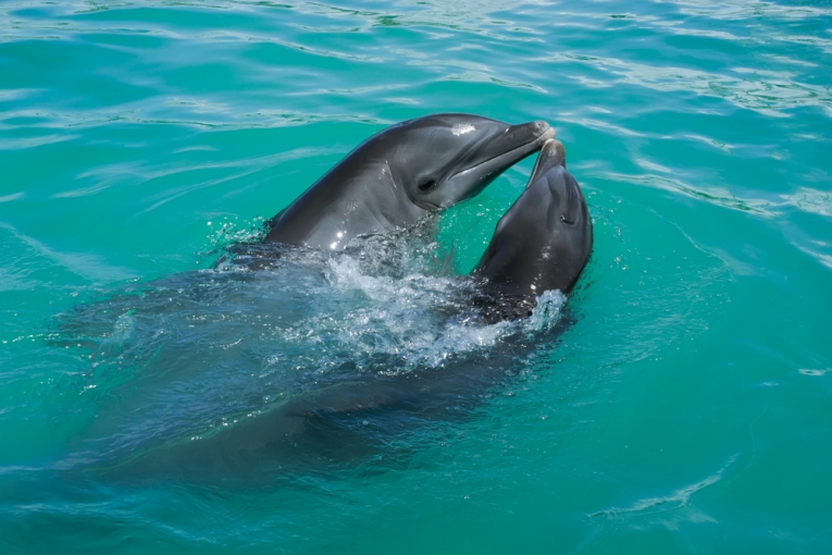 什么海豚基因向我们展示了收敛智慧