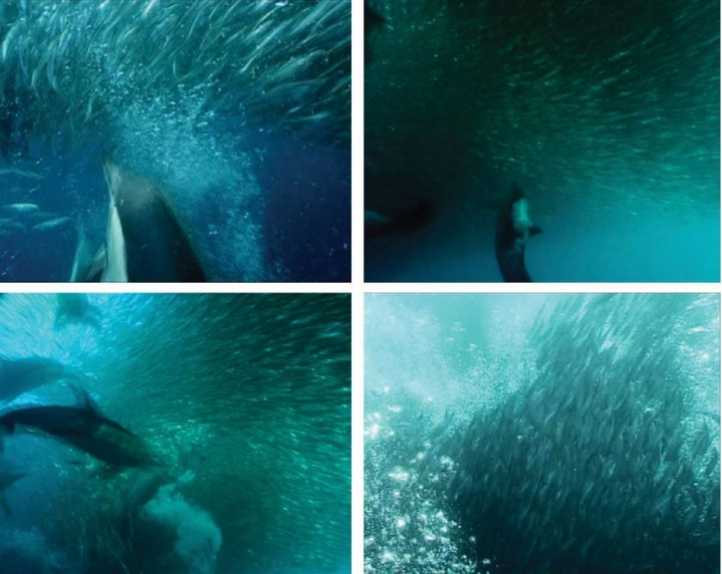 普通海豚用气泡网驱赶沙丁鱼
