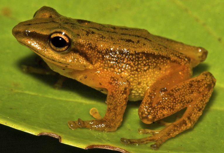 新发现的哥伦比亚森林蛙。