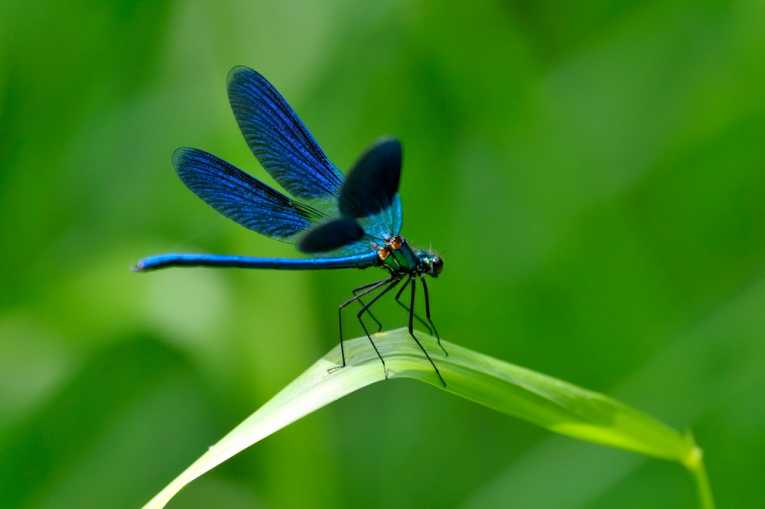 蜻蜓 - 环境健康指示物种必威国际必威官网