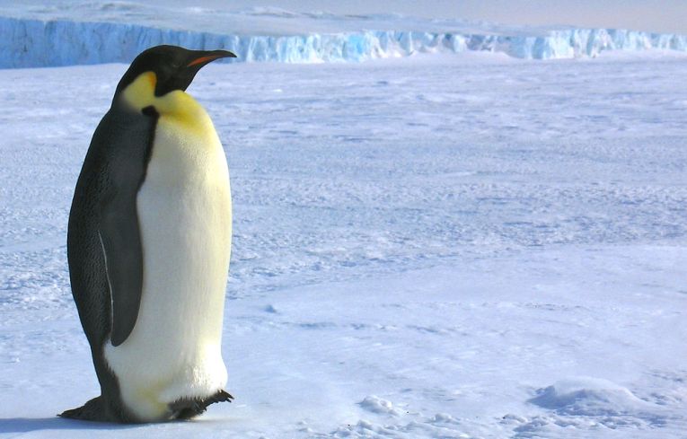 有史以来最高的企鹅被发现
