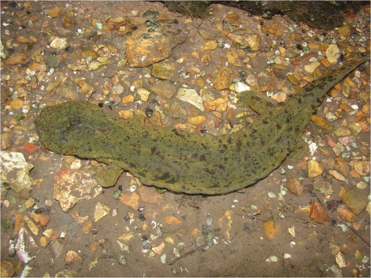 濒危Salamander研究寻找两栖动物下降的线索
