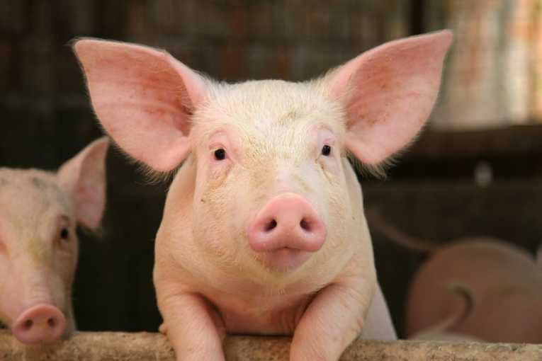 养猪规模化生产中废弃物的处理对环境的影响