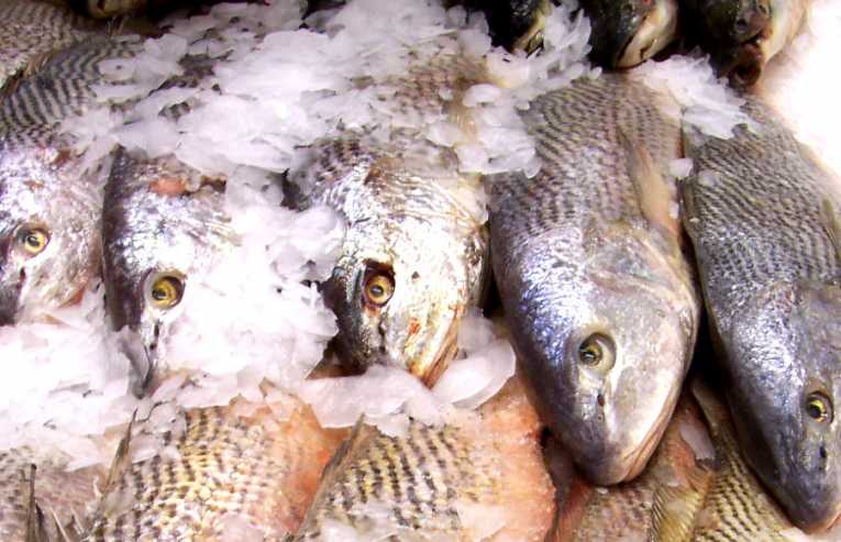 呼吁2011年是欧洲渔业的流域一年
