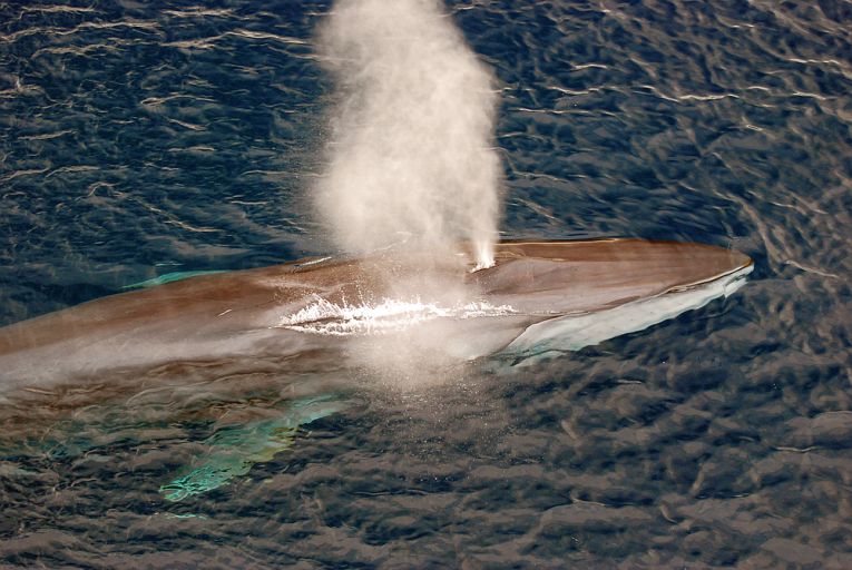 加利福尼亚州巴哈的合作鳍鲸