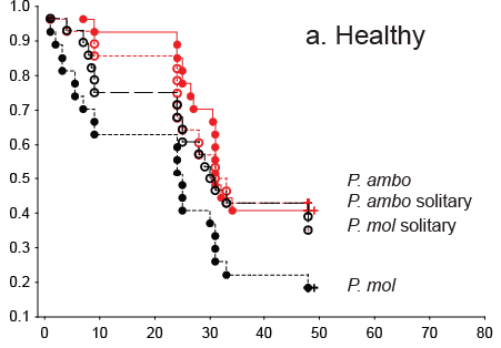 死亡率的轨迹Pomacentrus amboinensis: (p .读经台)和p . moluccensis (p·摩尔)作为单独个体的对上补丁发布健康的活珊瑚。必威国际必威官网黑人P·摩尔图显示其存活率低,即使在健康的珊瑚,P。必威国际必威官网读经台存在的竞争对手