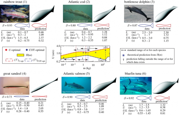 比较模型预测与代表性鱼类和鲸类物种之间的形状和游泳特征。在每个例子中，从覆盖物种标准范围的最佳种群中，选择与该物种的运动学数据和形状最匹配的生物。理论上预测的生物体的三维形状与真实游泳者的照片一起被描述，以进行定性比较。忽略鳍和尾巴的尾廓(蓝线)，对每个物种的体型进行概述，并与预测的体型(红线)进行定量比较。